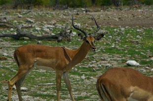 704 Namibia Okt 2006 .JPG